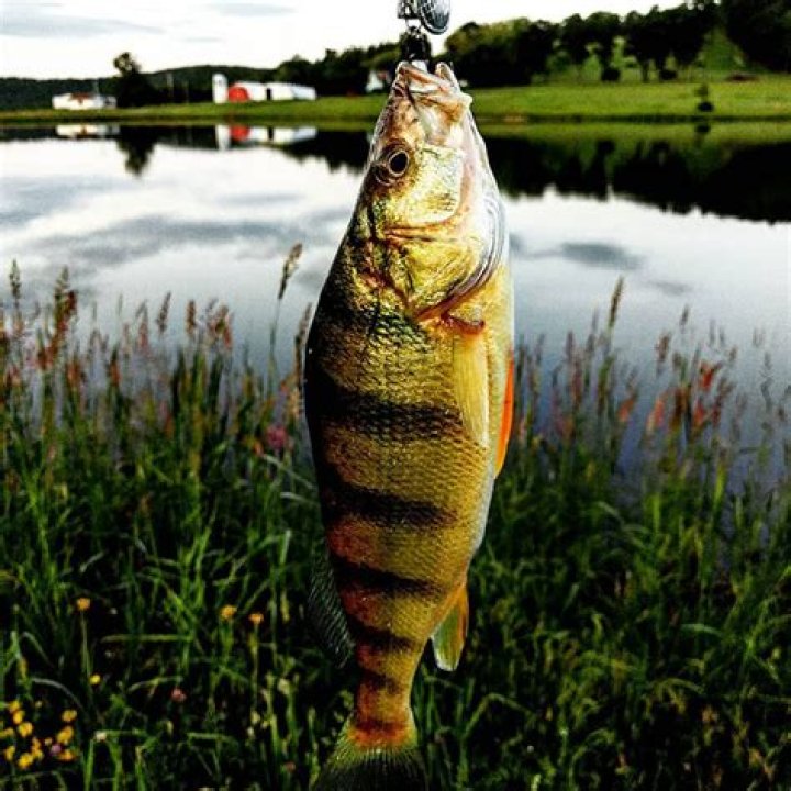 What month is best for perch fishing?