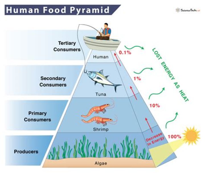 What part do humans play in food chains?