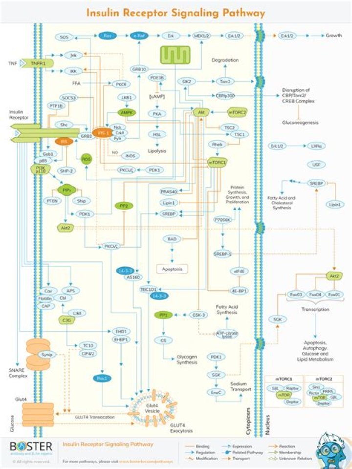 What pathways are activated by the insulin receptor?
