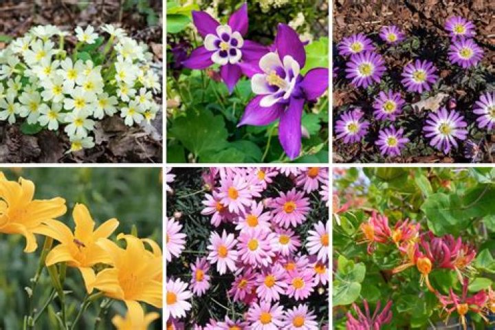 What perennial flowers grow well in Texas?