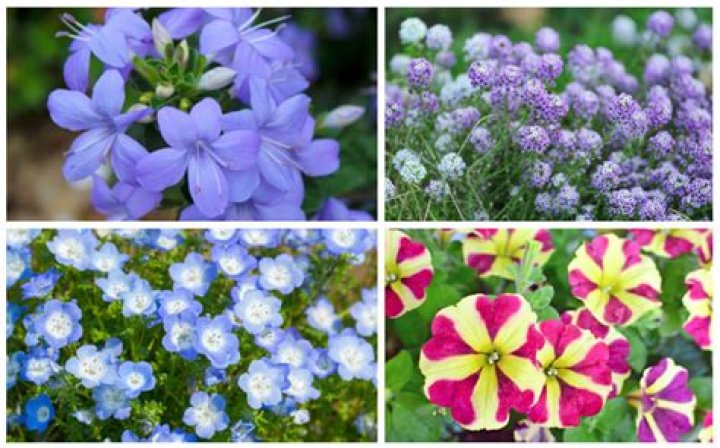 What plants are good for half sun half shade?