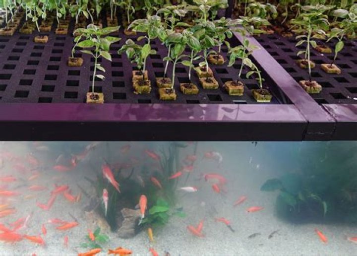 What plants are grown in aquaponics?