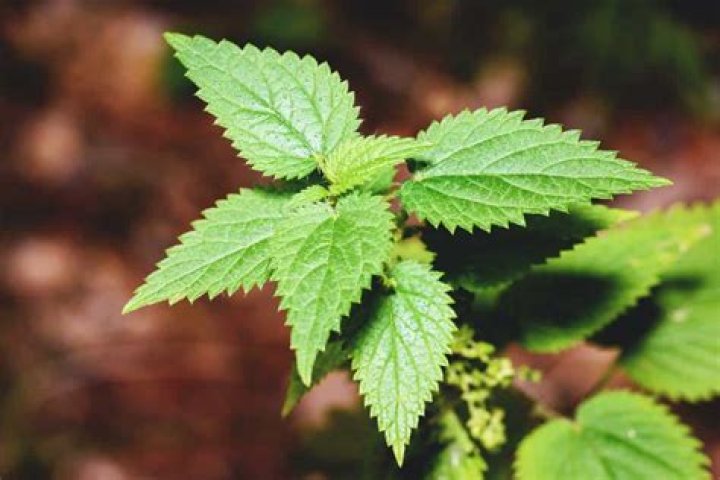 What plants benefit from nettle feed?