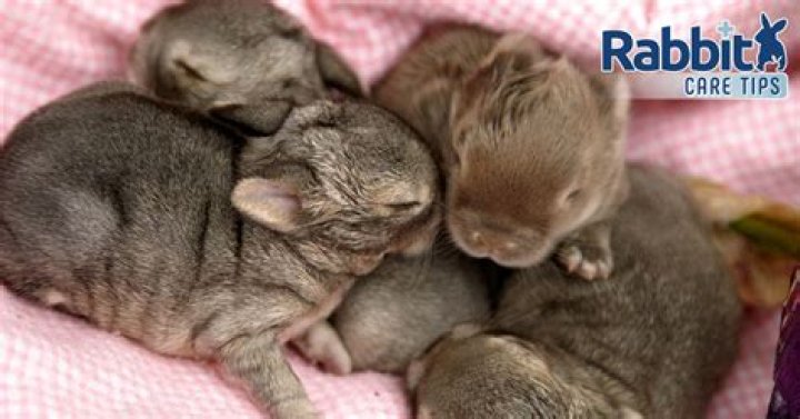 What should 8 week old rabbits eat?