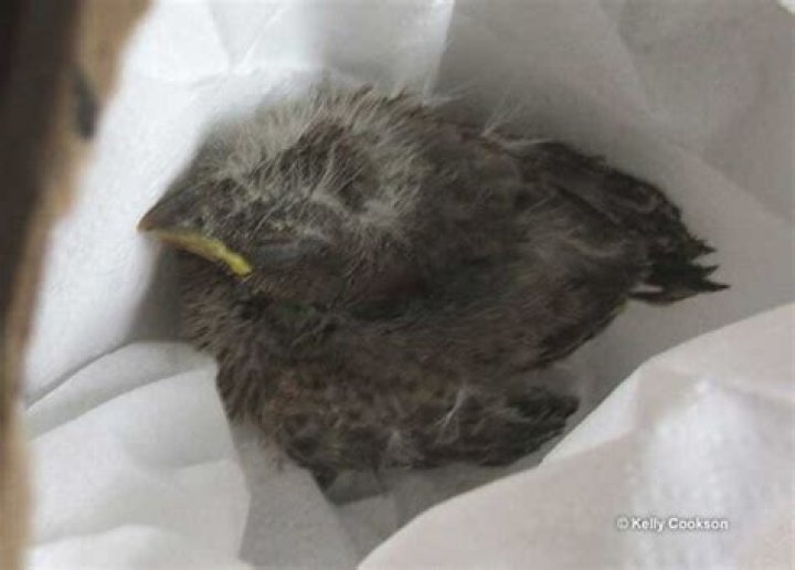 What should I do if I find an injured bird in Victoria?