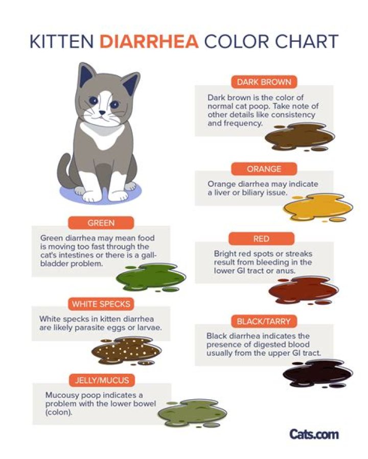 What should I do if my cat has diarrhea and vomiting?
