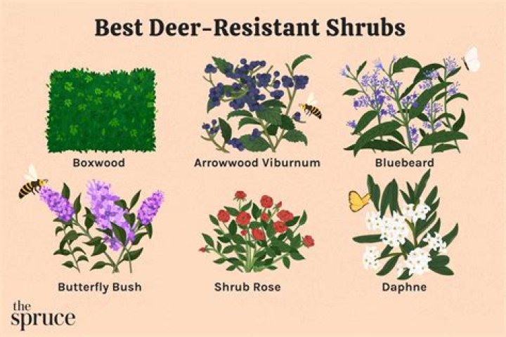 What shrubs are best for Zone 3?
