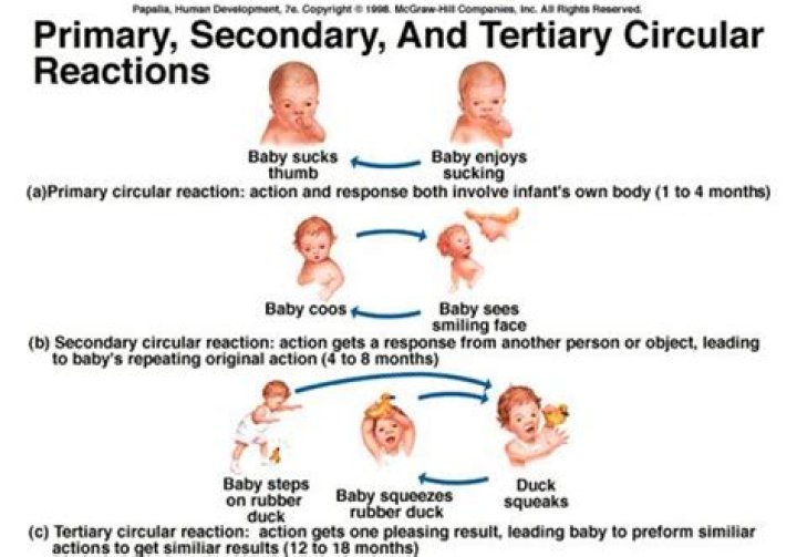 What stage is tertiary circular reactions?