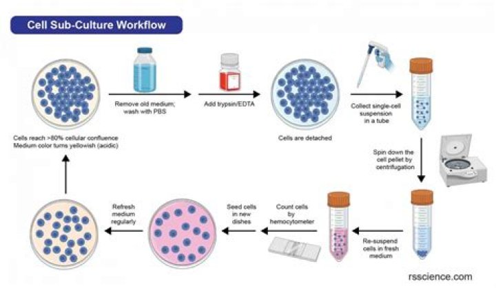 What techniques are used in cell culture?
