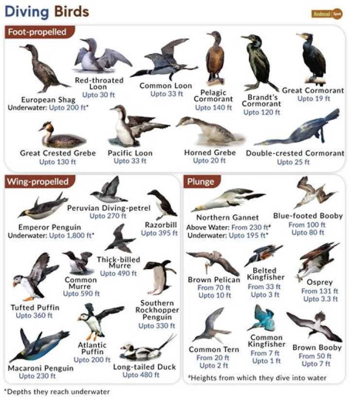 What type of bird dives underwater?