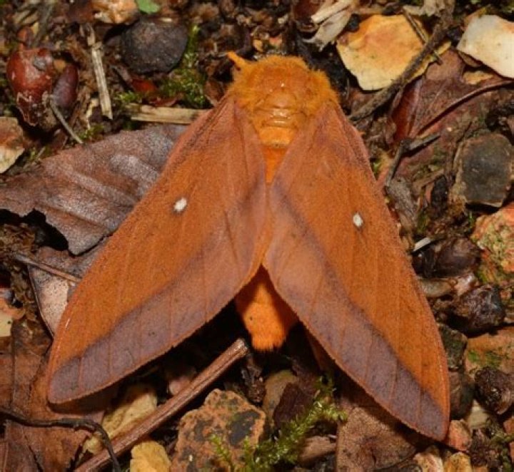 What type of moth is orange?