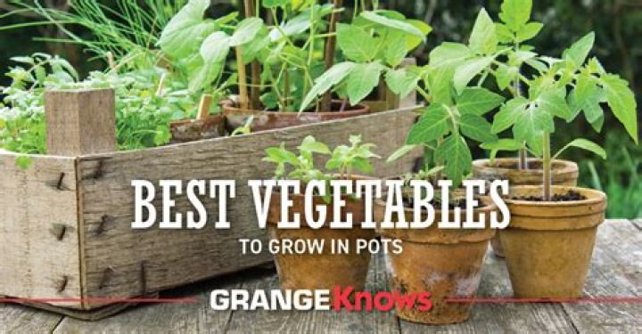 What vegetables grow well in Colorado?
