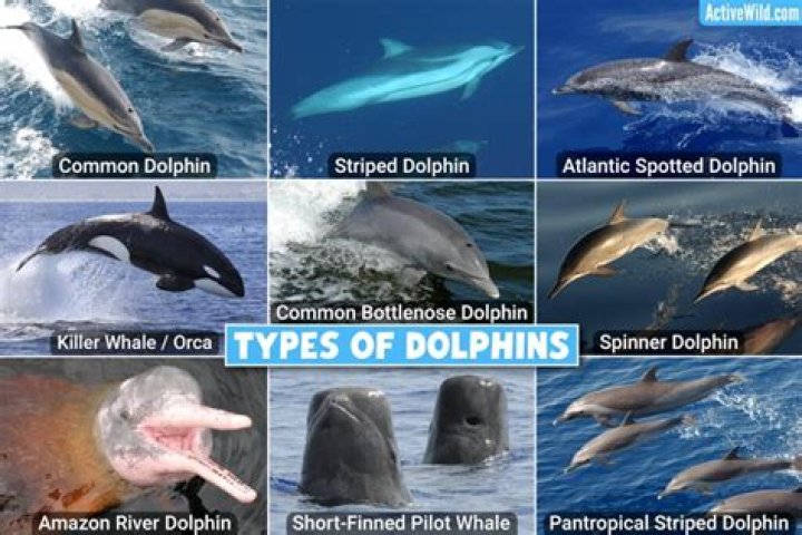 When a dolphin looks in the mirror what do they see?