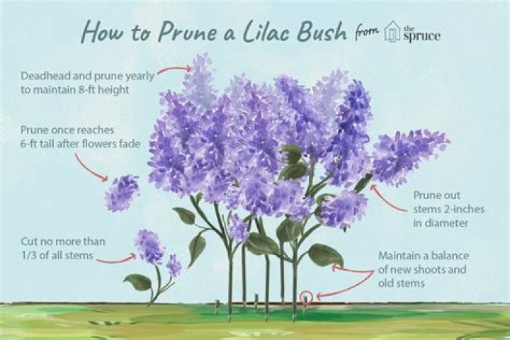 When should I prune my miniature lilac?