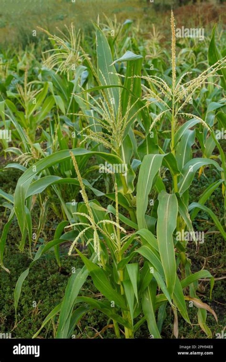 When Should I spray my weeds in corn?