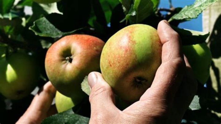 When should you pick russet apples?