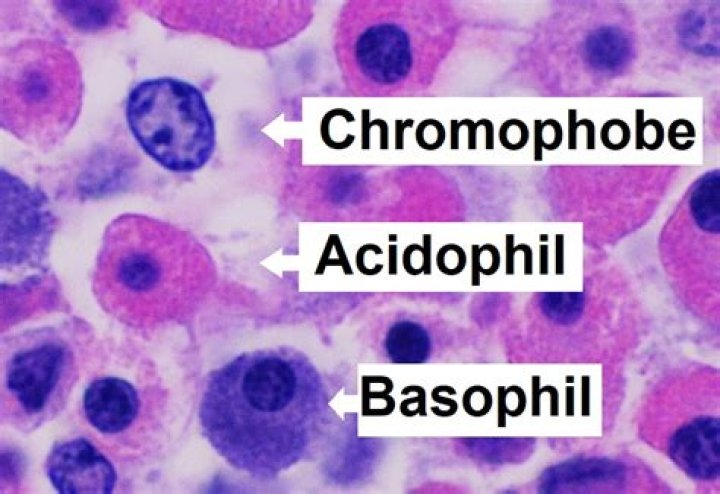 Where are acidophiles found in the body?