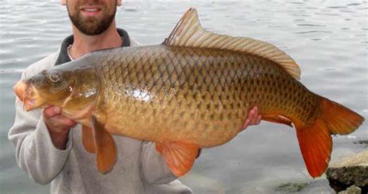 Where are common carp found?
