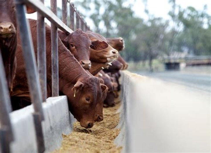 Where are feedlots located?