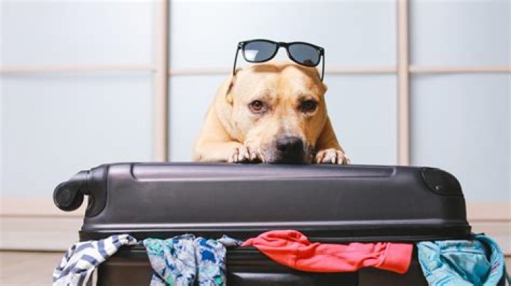 Where can I go on holiday with my dog UK?
