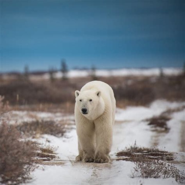 Where can I hunt bears in Manitoba?