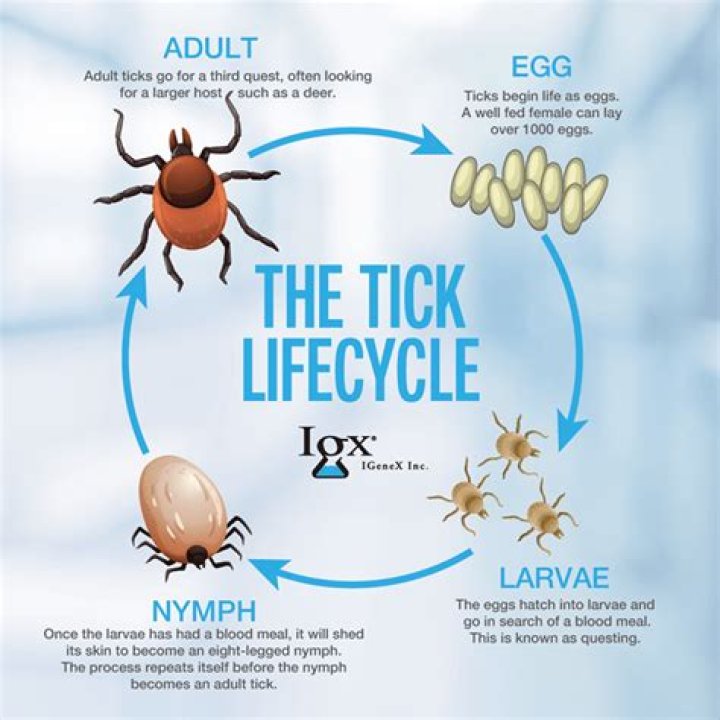 Where do American dog ticks lay eggs?