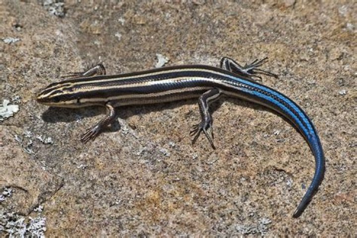 Where do blue-tailed lizards live?