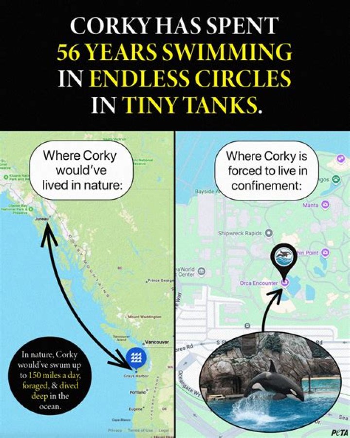 Where is Corky Nemec now?