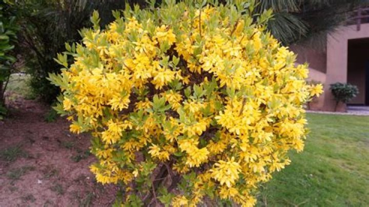 Where is the best place to plant a forsythia bush?