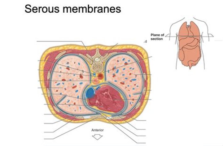 Where is the location of serous membrane?