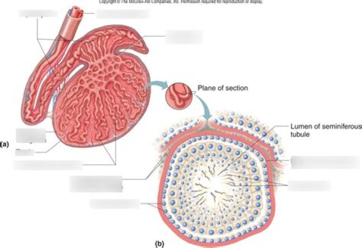 Where is the testis on a fish?