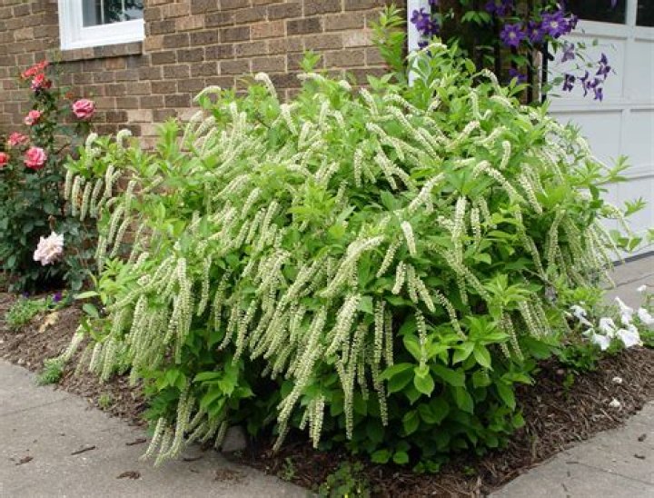 Where should I plant Itea?