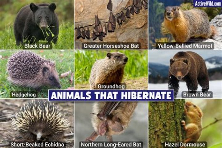 Which animal does not have hibernate?