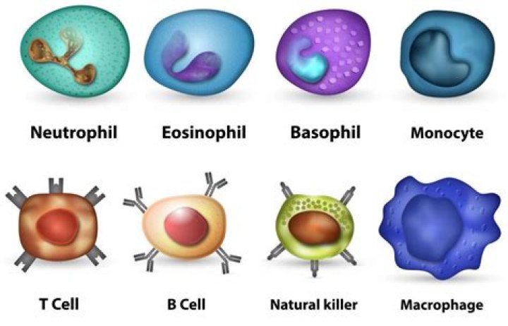 Which cells are phagocytic cells?