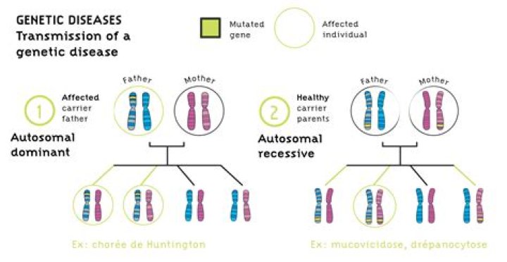 Which chromosome is the defective gene on?