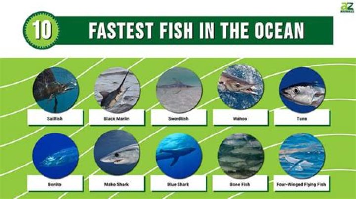 Which fish is the fastest?
