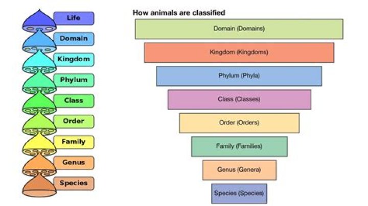 Which is the best definition of a genus?