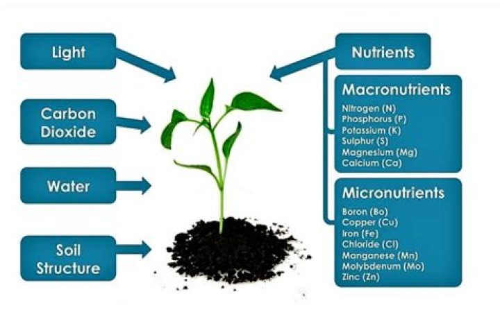 Which is the best micronutrients for plants?