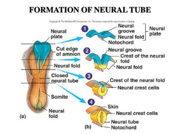 Which part of the neural tube forms the spinal cord?