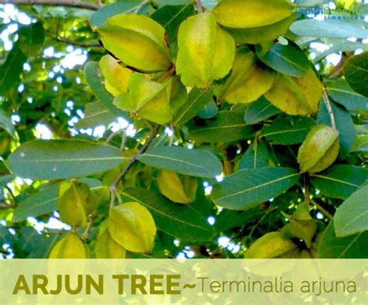 Which tree is Arjun tree?