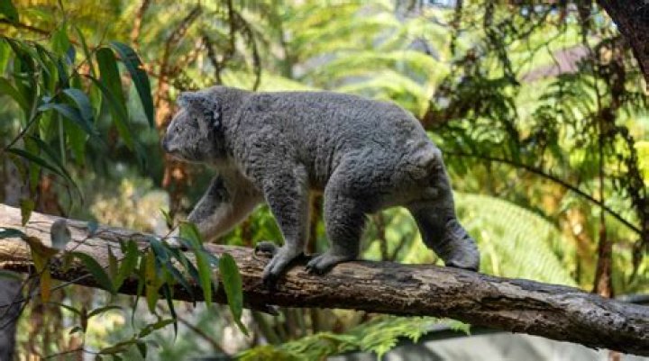 Which trees do koalas live in?