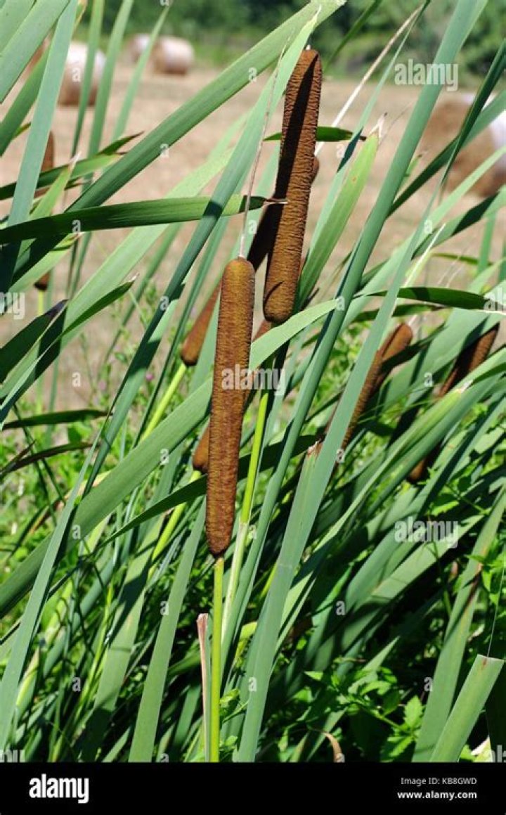 Which type of plant is Typha?