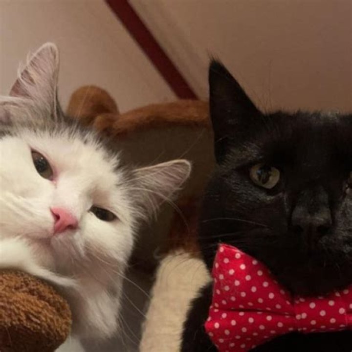 Who started Cats of Instagram?