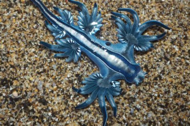 Why are Glaucus atlanticus important?