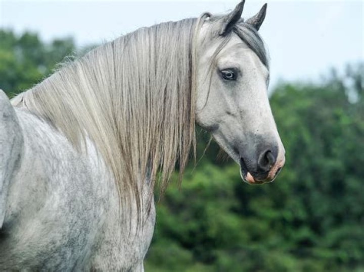 Why are GREY horses more prone to melanoma?