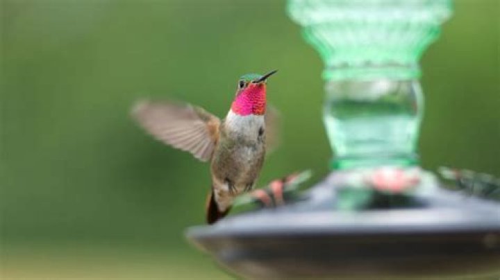 Why are hummingbirds called Flying Jewels?