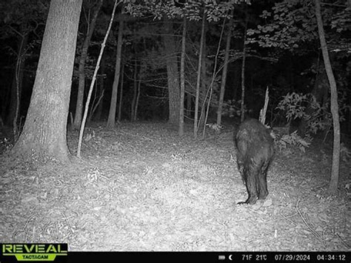 Why are my trail cam pictures black?