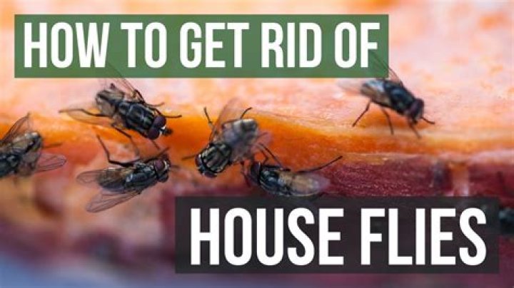 Why are there so many dead flies in my house?