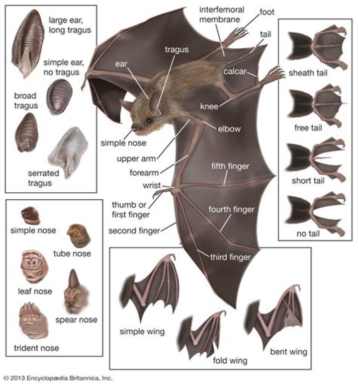 Why bat is a flying mammal?