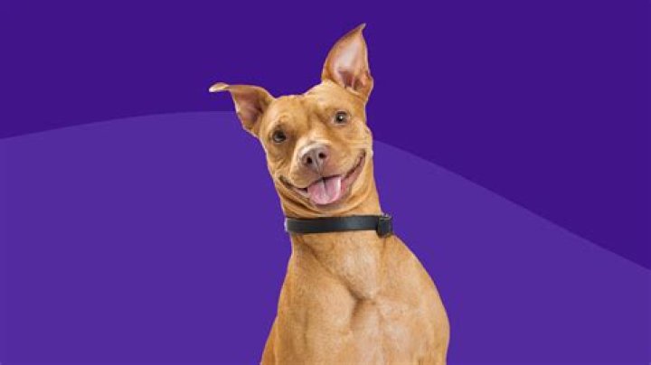 Why do dogs put their head on things?